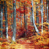 A picture deep inside a forest where all of the leaves on the trees have autumn coloured leaves