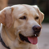 Close-up of a Labrador-Retriever dog
