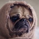 A grumpy looking pug dog with a blanket wrapped around his face