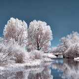 A still lake surrounded by trees and bushes that are completely covered in snow. The sky is blue without any clouds