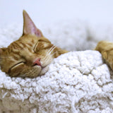 A contented, orange cat fast asleep on a white cushion