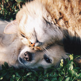 A picture of a cat gently nuzzling herself against a dog's face