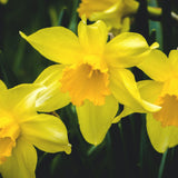 A close up of three yellow daffodils