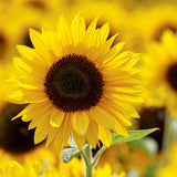 A close-up of a sunflower head in a field of sunflowers
