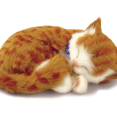 Ginger Tabby Kitten