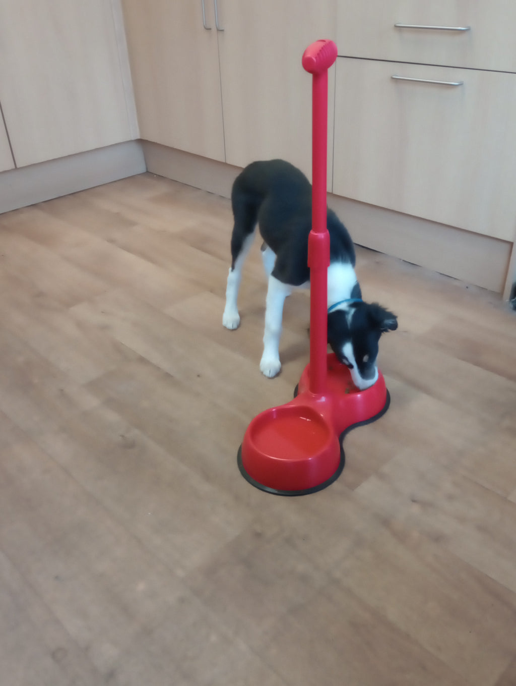 No Need to Bend Long Handled Pet Bowl - BRAND NEW!