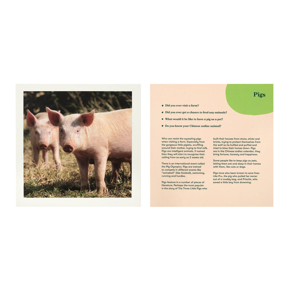 shows a photo of a pig and the accompanying card with some conversation starters based on pigs.