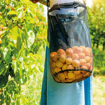 Harvest Bag - in use, filled with fruit