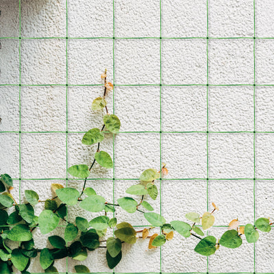 Garden Netting with plant climbing