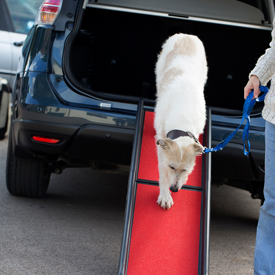 The image shows a dog using the henry wag lightweight folding dog ramp to walk back out of the back of their car