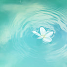A white flower floating on a pool of water