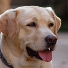 Close-up of a Labrador-Retriever dog