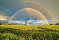 Two rainbows are shown above some green fields