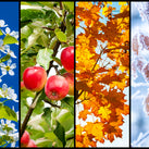 A rectangle split into four pieces. In each piece is a image that sums up a season. For spring, there's some blossom. For summer there are apples. For autumn there are some leaves in atypical colours and for winter, there are some leaves covered in frost