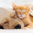 A close up two animals (a puppy and a kitten) both fast asleep. The puppy has its ear over the body of the kitten and the kitten is snuggled into the face of the puppy