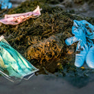 Various PPE (2 masks and a glove) are shown on seaweed by the sea. The items look used and thrown away