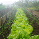 A close up of a row of lettuces and onions growing in a row of soil on an allotment