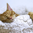 A contented, orange cat fast asleep on a white cushion