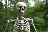 A picture of a skeleton's torso and head. In the background are lots of trees