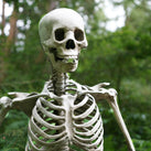 A picture of a skeleton's torso and head. In the background are lots of trees