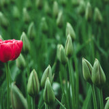 A bright red tulip in a field of tulip flower buds, which are all green and unopened