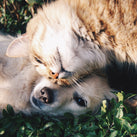 A picture of a cat gently nuzzling herself against a dog's face