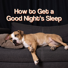 How to Get a Good Night's Sleep - dog sleeping on sofa