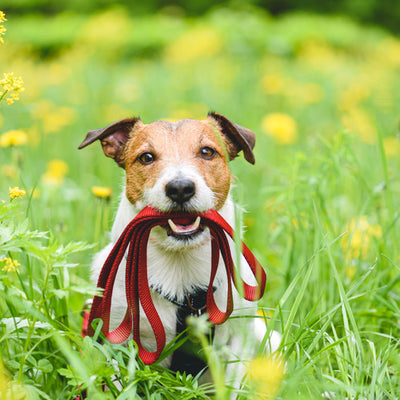 Pet Leads, Collars and Jackets