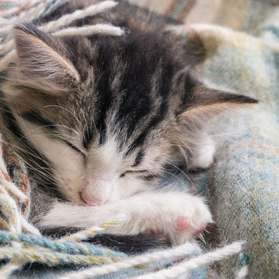 Pet Beds