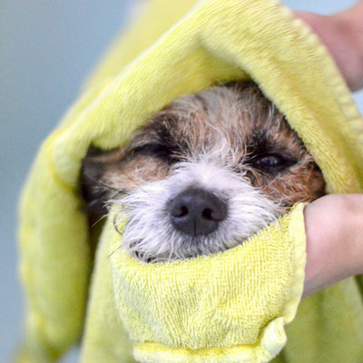 Pet Grooming