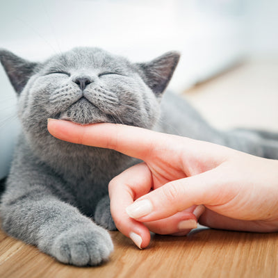 Pets in the Home
