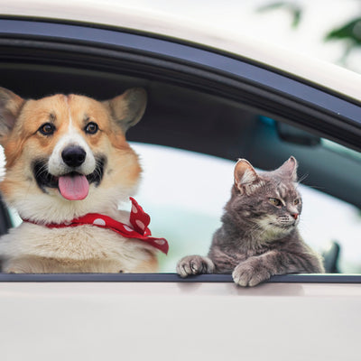 Travelling with a Pet
