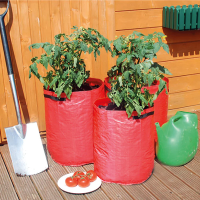 A picture of 3 tomato grow bags with a tomato plant in each one