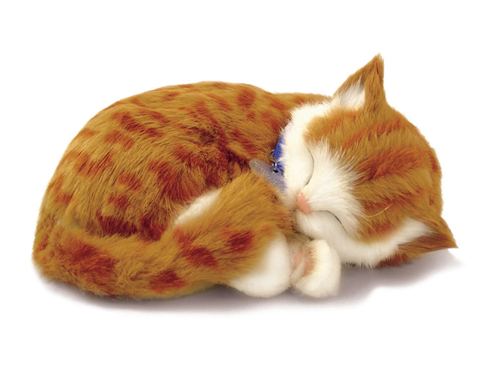 Ginger Tabby Kitten