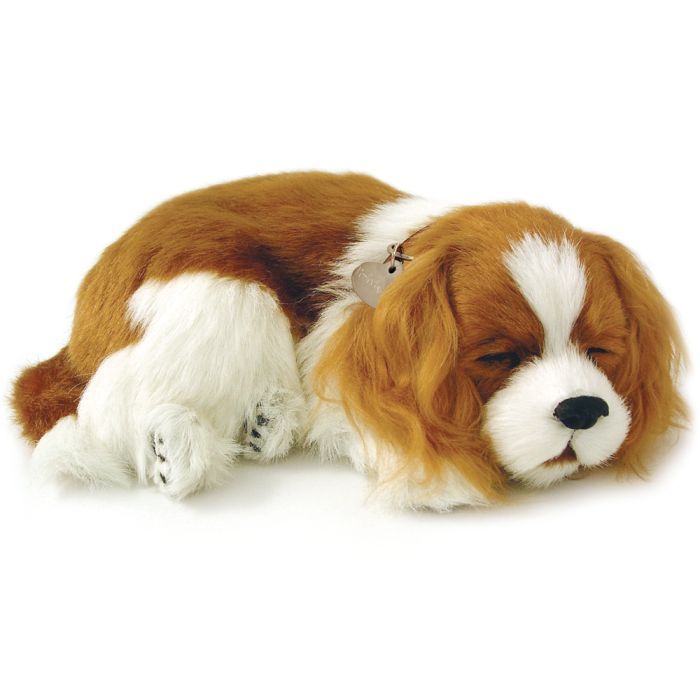 Precious Pets - Cavalier King Charles