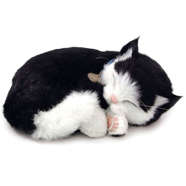 Black and White Kitten