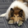 Saphi - Office Dog and Security Guard