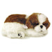 Precious Pets - Shih Tzu