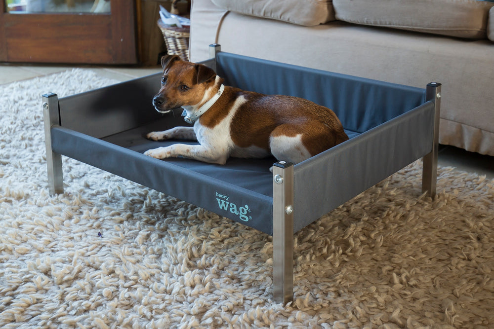 a small Jack Russel type dog lying in the Henry Wag Elevated Dog Bed in a living room