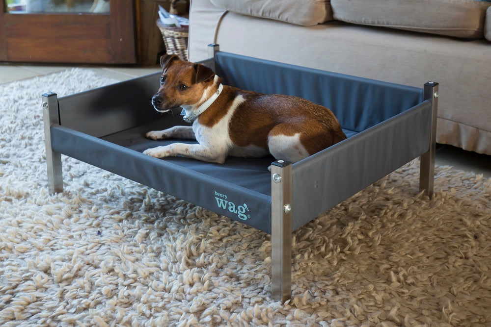 a small Jack Russel type dog lying in the Henry Wag Elevated Dog Bed in a living room