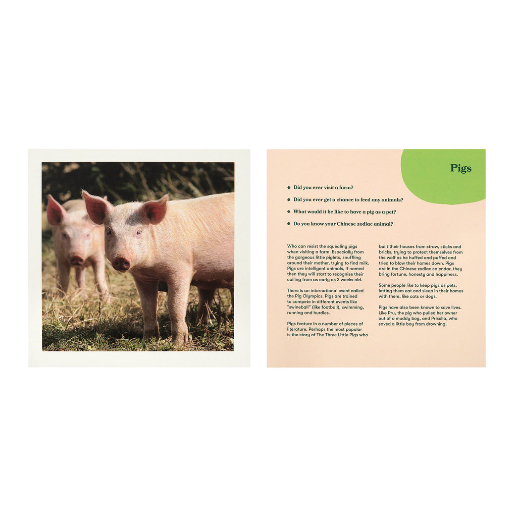 shows a photo of a pig and the accompanying card with some conversation starters based on pigs.