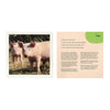 shows a photo of a pig and the accompanying card with some conversation starters based on pigs.