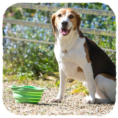 shows a dog outdoors sitting next to a Beco Collapsible Travel Bowl