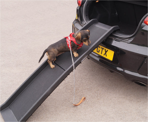 shows a small doggo on the folding dog ramp