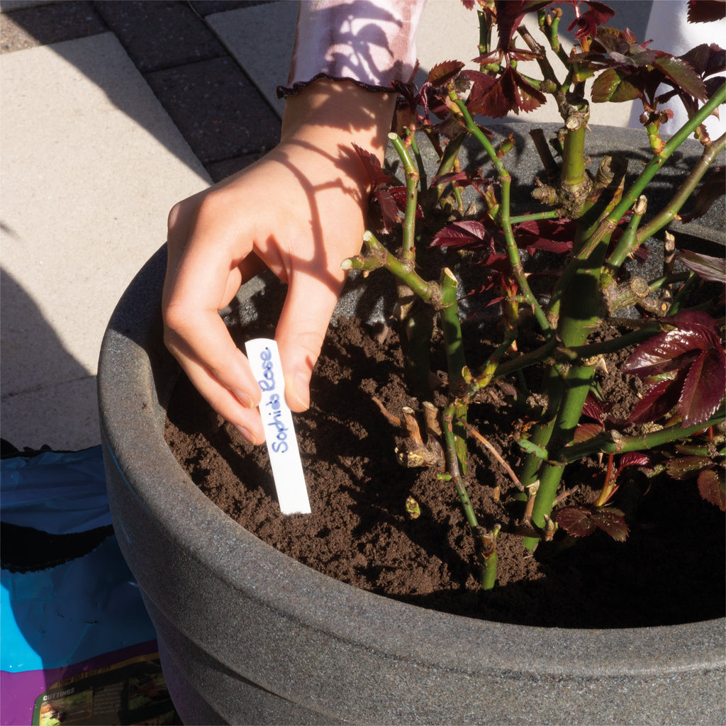 Plastic Plant Labels in use, label buried in soil next to roses.