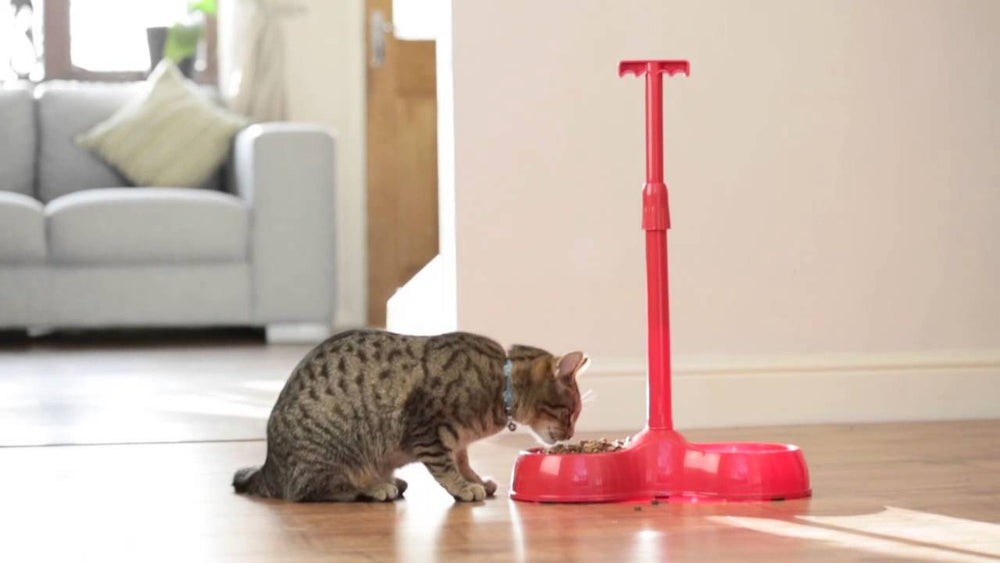 No Bend Pet Bowl in use in house with a cat having their dinner out of it