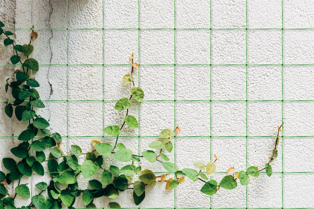 Garden Netting with plant climbing