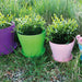 Plastic Plant Pots - Purple, Green, Pink and Blue