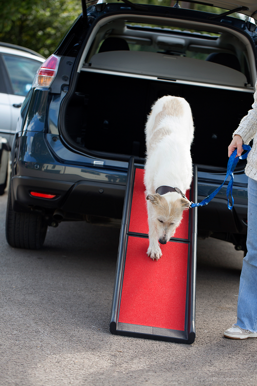 The image shows a dog using the henry wag lightweight folding dog ramp to walk back out of the back of their car