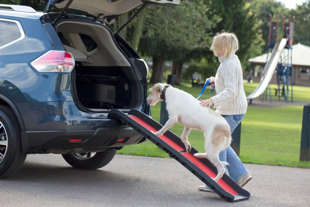 the image shows a dog walking up the henry wag lightweight folding dog ramp, into their car